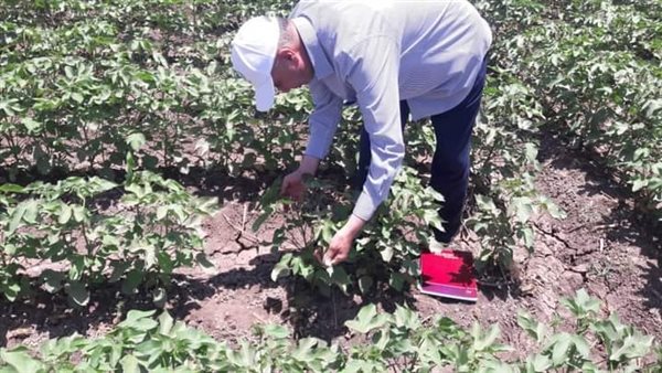 فحص الزراعات الصيفية