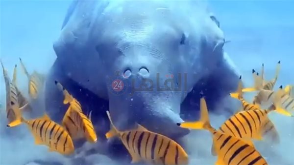 رصد عروس البحر بمنطقة