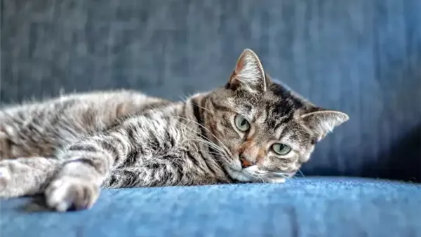 قط -أرشيفية 