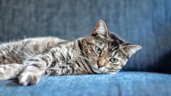 صورة تعبيرية 