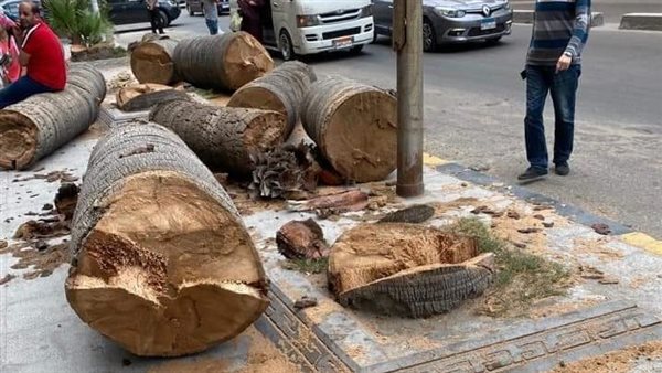 قطع شجرة تاريخية