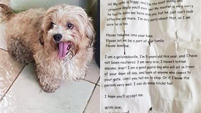 لم أعد قادرًا على تحمل مسئوليته.. العثور على رسالة مؤثرة مع كلب مريض بالسكري في أمريكا | صور