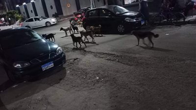 بلاغ ضد رئيس مركز المحمودية ومدير إدارة الطب البيطري لانتشار الكلاب الضالة | مستند