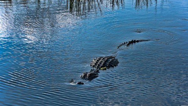 وفاة سباح من قبل