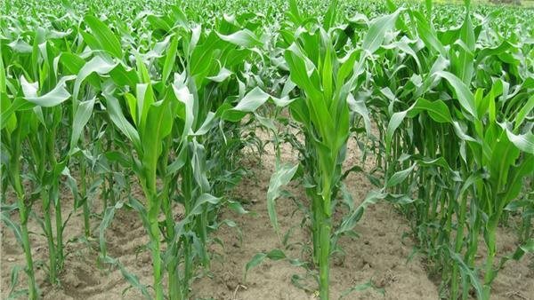 محصول الذرة- أرشيفية