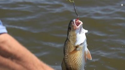 الفيديو صحيح.. أول تعليق من نقابة الصيادين على ديدان الأسماك في قرية بالدقهلية 