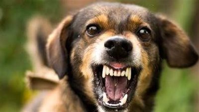 نزيف داخلي وسحجات.. تفاصيل جديدة بواقعة وفاة رضيع عقره كلب في المنوفية