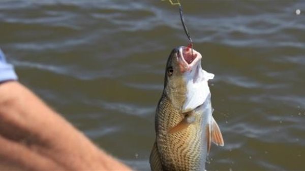 صيد الأسماك 