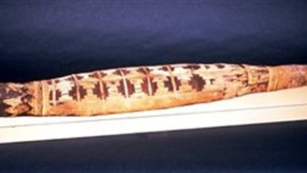 مومياء تمساح 