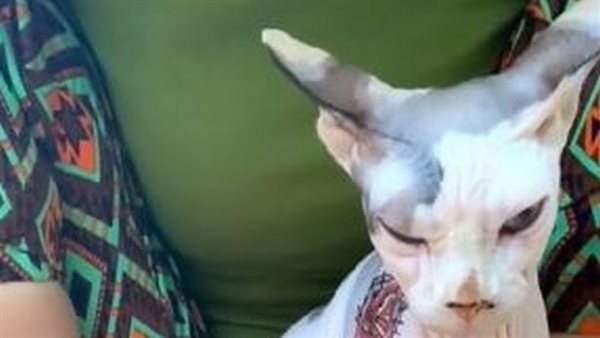 القطة بعد الوشم 