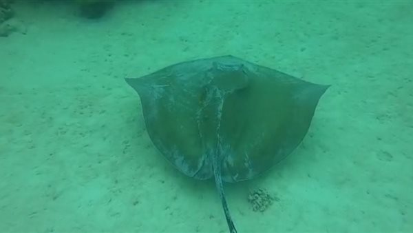 مانتا راى فى أعماق