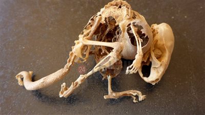 لأول مرة.. البعثة الإسبانية تعلن كشفا أثريا فريدا من نوعه لمومياء فأر صغير | خاص