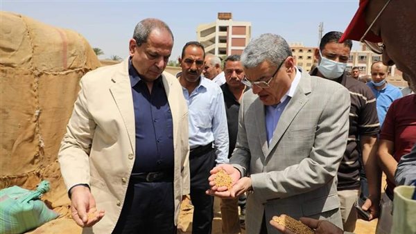 محصول القمح بالمنيا