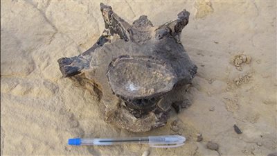 فريق مصري يشارك في توثيق حفرية ديناصور مفترس عاش قبل 98 مليون عامًا | صور