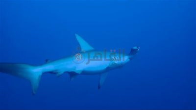 غطاسون يرصدون ظهور سمكتي الجيتار والمطرقة بشعاب الفنستون والغردقة| صور وفيديو 