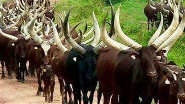 بقرة تقتل طفل في