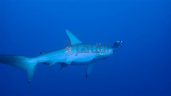 قرش المطرقة بجنوب