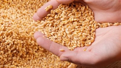 التموين تعلن شراء 420 ألف طن قمح أوكراني وروسي
