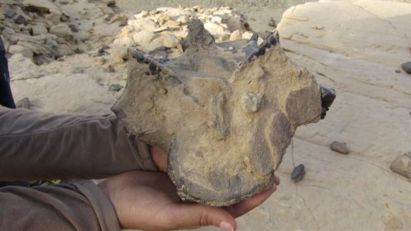 كشف حفرية ديناصور