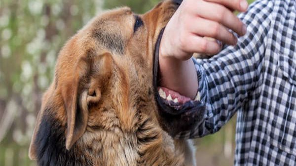 حيوانات خطرة 