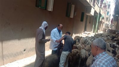 تقديم العلاج لـ 10 آلاف طائر و1052 حيوان بالغربية │ صور