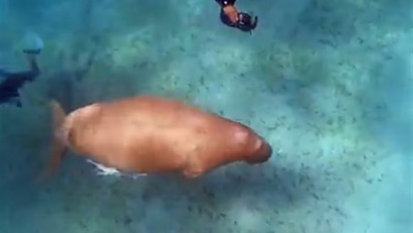 عروس البحر بمنطقة