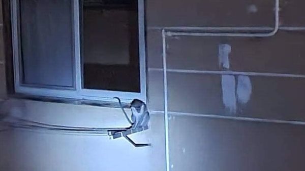 الصورة المتداولة