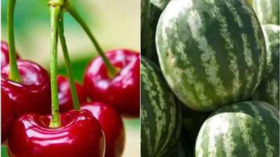 البطيخ والكرز آخر خسائر أوكرانيا من الحرب الروسية في زابوروجي وخيرسون