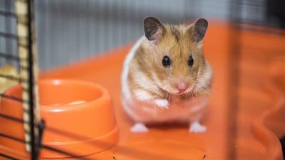 دراسة أمريكية تحول الفئران من حيوانات أليفة إلى عدوانية 