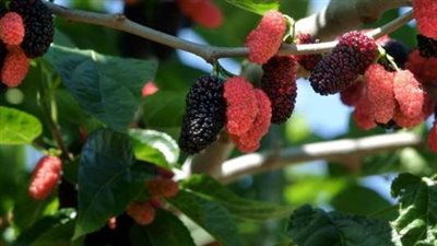 فوائد التوت البري للحامل.. يمنع تشوهات الأجنة