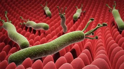 علاج جرثومة المعدة بالأدوية والأعشاب والعسل في أسبوع واحد فقط