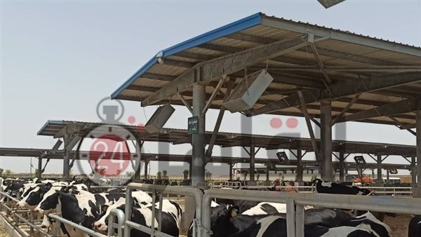 مجمع الإنتاج الحيواني