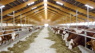 الزراعة: المشروع القومي للبتلو يستفيد منه 41 ألف مزارع