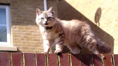 بعد انقطاع الأمل..العثورعلى قطة مفقودة منذ 10 سنوات