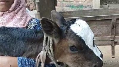 ولادة بقرة بـ 3 أعين ولسانين ومخ واحد بالغربية.. ومالكتها: كنت خايفة منها | بث مباشر 