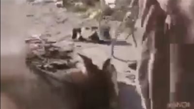 أول رد من تموين أسيوط حول واقعة ذبح ماشية نافقة وبيعها للمواطنين