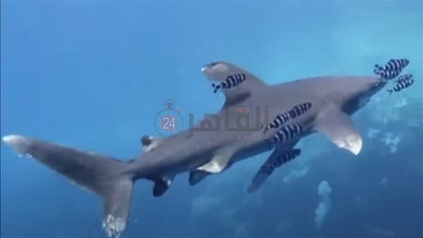 القرش المحيطي يتراقص