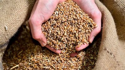 رويترز: بدء تحميل أول شحنة قمح روسي ضمن صفقة مصرية لشراء نصف مليون طن