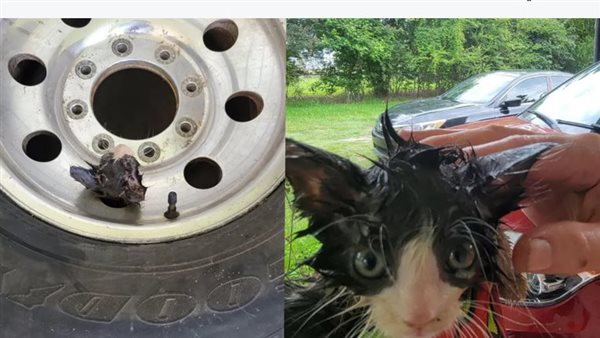 قطة حبست نفسها في