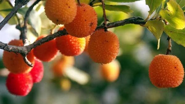 فوائد التوت البري