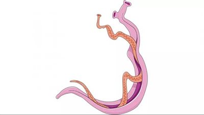 اليوم.. انطلاق حملة العلاج الجماعي للقضاء على البلهارسيا في قرى سوهاج