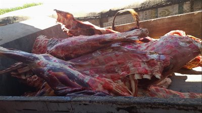 ضبط 34 طن لحوم وجبن فاسدة خلال حملة في كفر الشيخ 