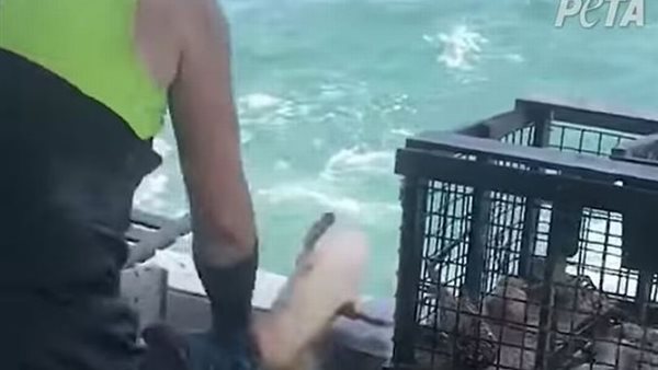 الاعتداء على أخطبوط