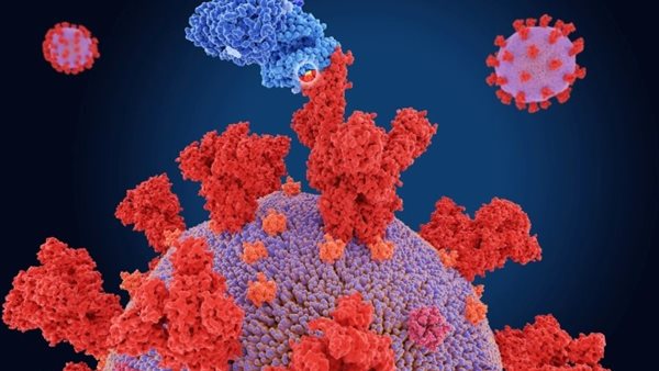 سلالات كورونا