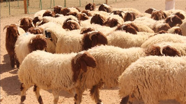 اسعار الاضاحي