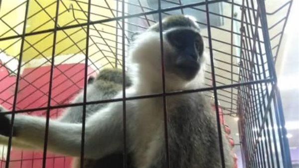 جدري القردة 