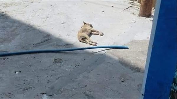 أحد كلاب الشوارع