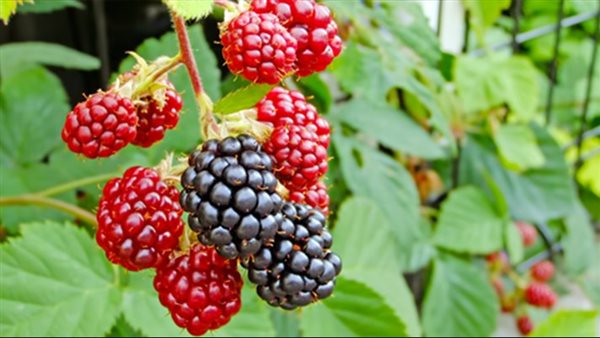 فوائد التوت البري