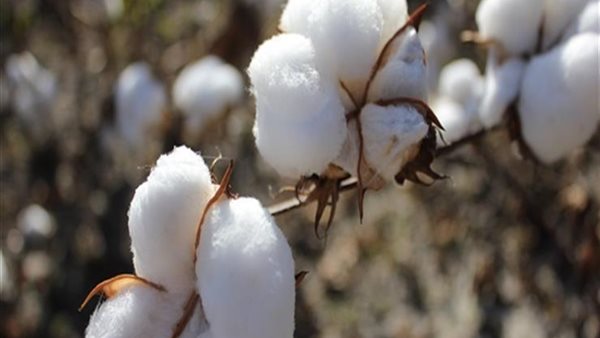 زراعة القطن