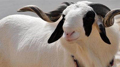 تفسير رؤية قرون التيس في المنام.. يرمز إلى القهر والخذلان